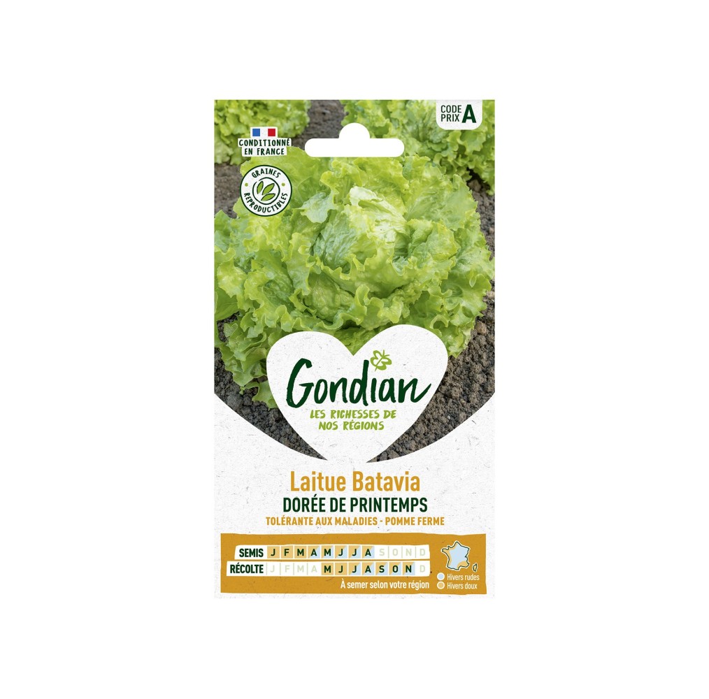 Laitue Dorée de Printemps Batavia – Graines Gondian