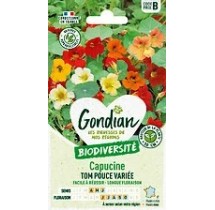 Capucine Tom Pouce Variée – Graines Gondian