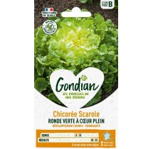 Chicorée Scarole Ronde Verte – Graines Gondian