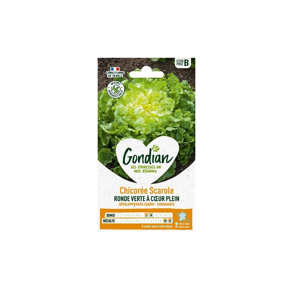 Chicorée Scarole Ronde Verte – Graines Gondian