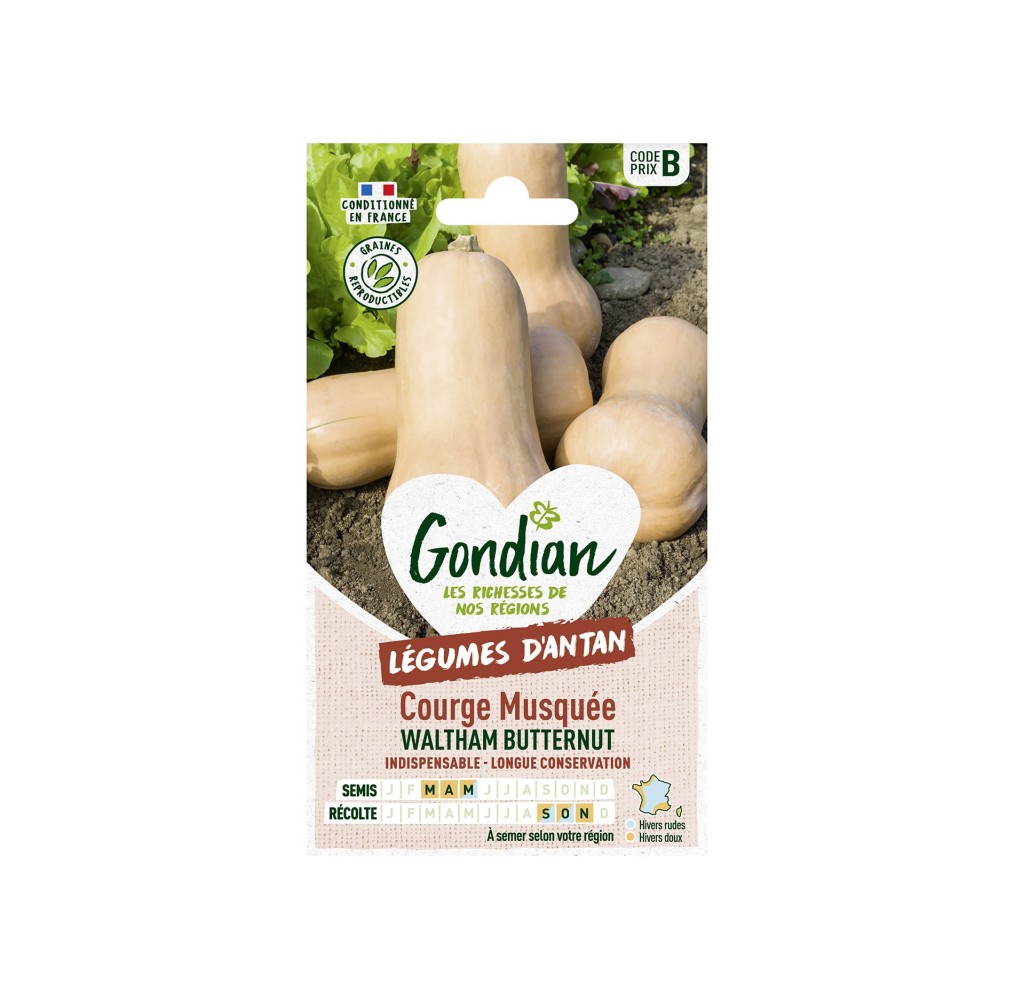 Courge Musquée Butternut – Graines Gondian
