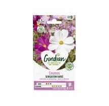 Cosmos Sensation Varié – Graines Gondian