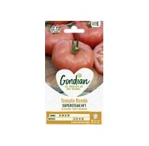 Tomate Supersteak F1 – Graines Gondian