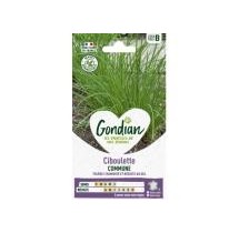 Ciboulette Commune – Graines Gondian