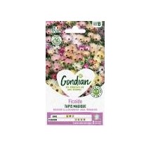 Ficoïde Tapis Magique Varié – Graines Gondian