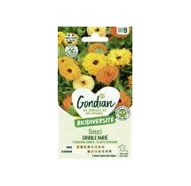 Souci Double Varié – Graines Gondian