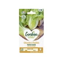 Chicorée Pain de Sucre – Graines Gondian